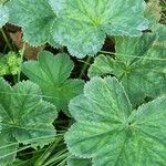 Alchemilla monticola ഇല