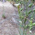 Nicotiana acuminata Λουλούδι