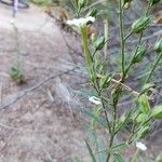 Nicotiana acuminata Кветка