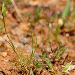 Moenchia erecta 整株植物