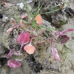 Chenopodium rubrum Hábito