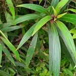 Seemannia sylvatica Hoja