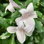 Mackaya bella Flower