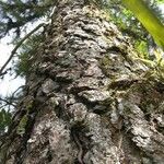 Pinus caribaea Bark