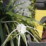 Hymenocallis littoralisപുഷ്പം