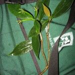 Hillia triflora Altul/Alta