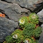 Saxifraga magellanica Flower