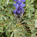 Lupinus cosentinii Květ