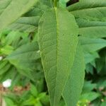 Phlox maculata 葉