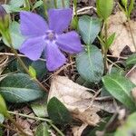 Vinca minor花