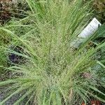 Eragrostis curvula Staniste