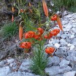 Lilium pomponium Hábito