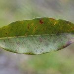 Syzygium borbonicum Leaf