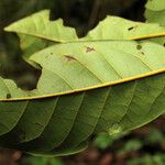 Ocotea floribunda List