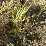 Arthrocnemum macrostachyum Likasa
