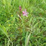 Silene flos-cuculi Habitat