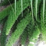 Asparagus densiflorus Leaf