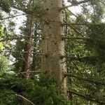 Abies grandis Hoditra