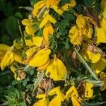 Cytisus decumbens Λουλούδι