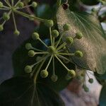 Hedera helixΛουλούδι