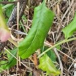 Plumbago zeylanica 葉