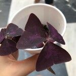 Oxalis triangularis A. St.-Hil.Folha