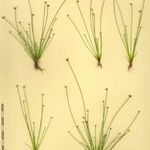 Isolepis cernua Altro