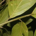 Nectandra membranacea Blatt