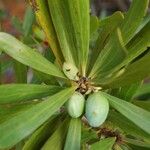 Garnieria spathulifolia Fruit