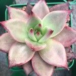Echeveria agavoides Feuille