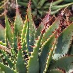 Aloe pratensis Blad