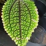 Pilea involucrata Ліст