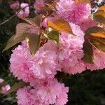Prunus serrulata Kvet