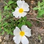 Cistus salviifoliusFlor