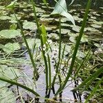 Sagittaria sagittifolia पत्ता