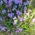 Viola adunca Fiore
