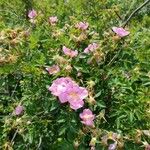 Rosa virginiana 花