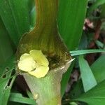 Rapatea paludosa Flower