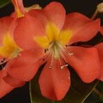 Rhododendron wentianum