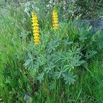 Lupinus luteus Flower