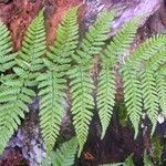 Dryopteris aemula Övriga