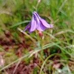 Aquilegia einseleana फूल