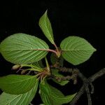 Viburnum grandiflorum Costuma