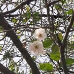 Prunus avium Õis