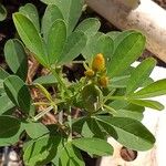 Crotalaria naragutensis Blomst