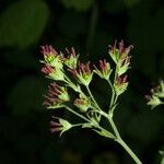 Thalictrum revolutum Цвят