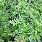 Glandularia tenera Habit