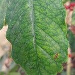 Coffea canephora Blad