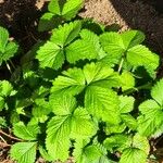 Potentilla indica ഇല