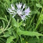 Cyanus lugdunensis Flower